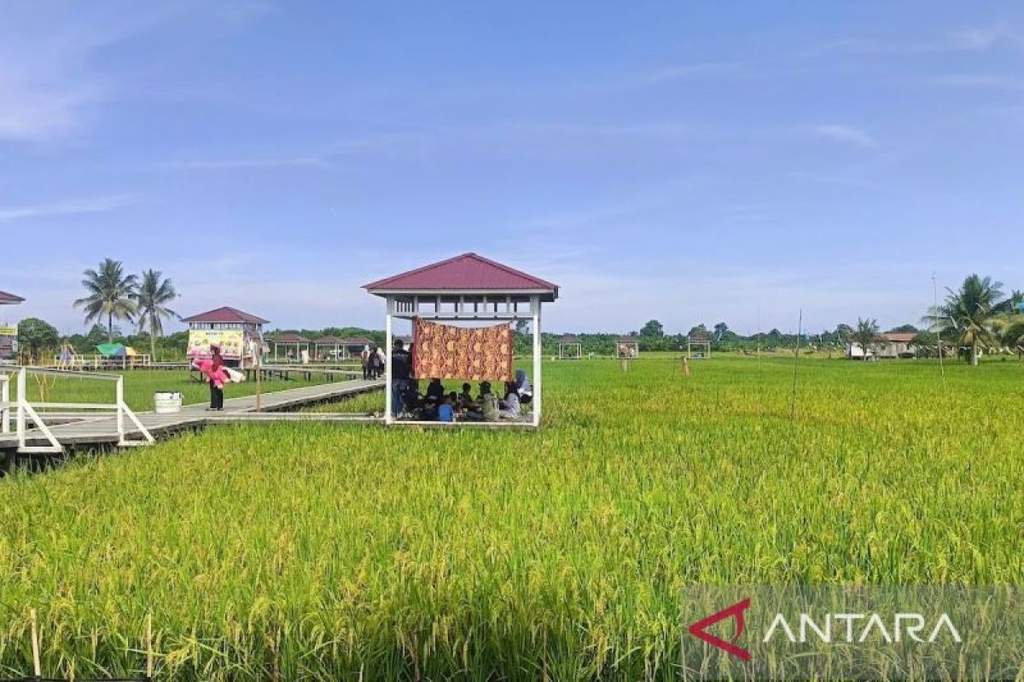 Petani di Kalimantan Timur menggunakan mesin drum seeder untuk menanam padi dengan metode rapat